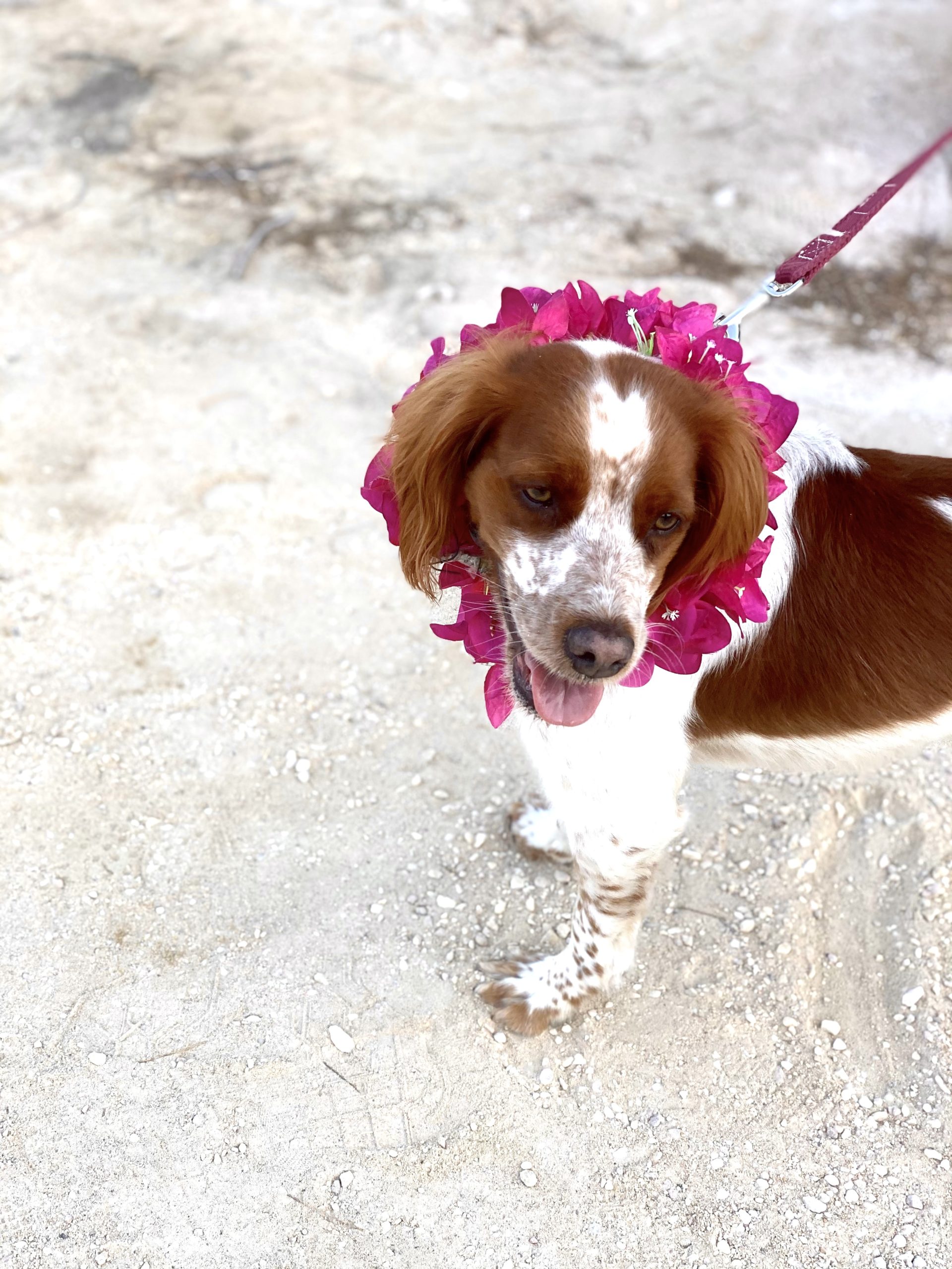charming-greece-wedding-happy-flower-dog